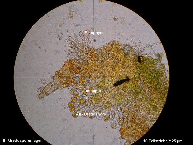 3-Phragmidium fragariae-II+III-1.8.2.7.8.8M3-Potentilla sterilis.JPG