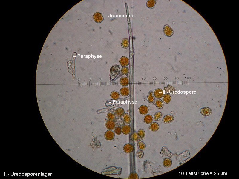 3-Phragmidium fragariae-II+III-1.8.2.7.8.8M4-Potentilla sterilis.JPG