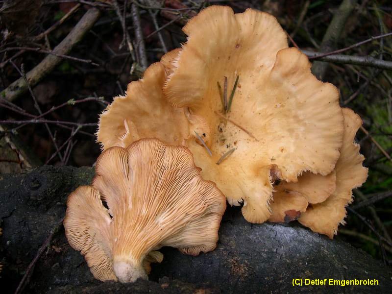 Lentinus torulosus (Panus conchatus)-1.3.4.29.3.10b.jpg