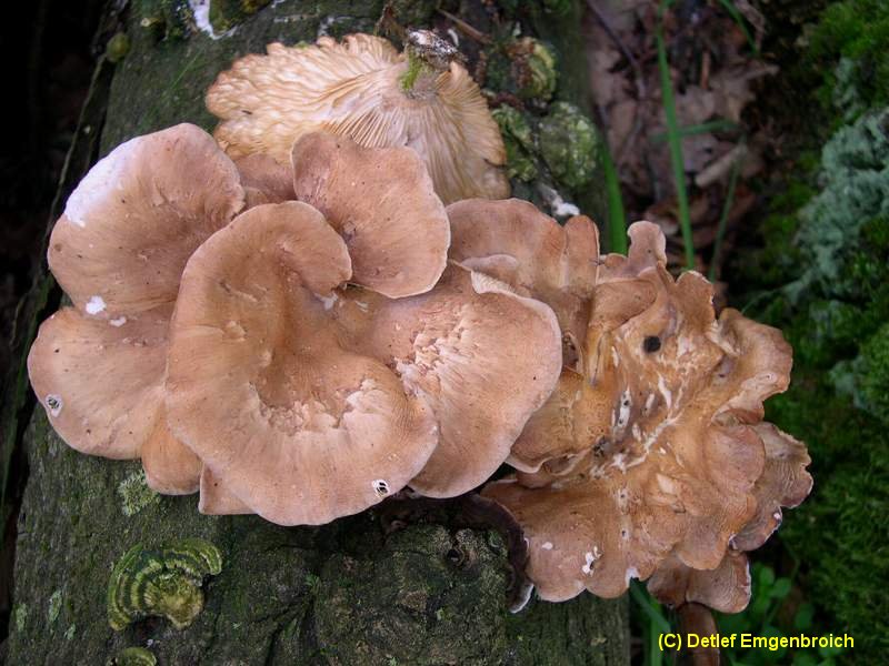 Lentinus torulosus (Panus conchatus)-1.3.4.29.3.10c.jpg