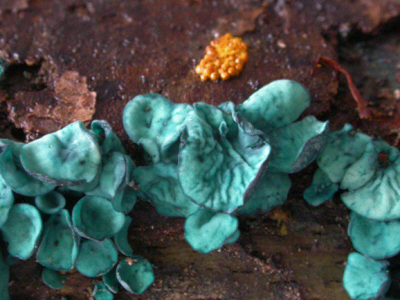 ChlorociboriaAruginescens_DSCN0247_gs.jpg