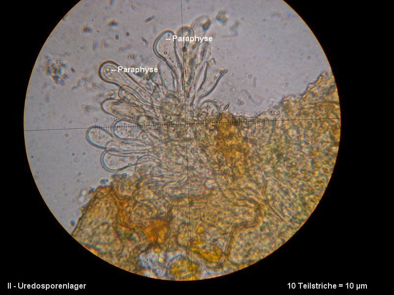 3-Phragmidium fragariae-II+III-1.8.2.7.8.8M5-Potentilla sterilis.JPG