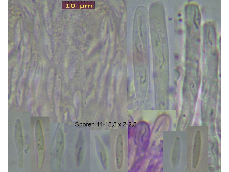 Orbilia-obtusispora-100113-MCol01J.jpg
