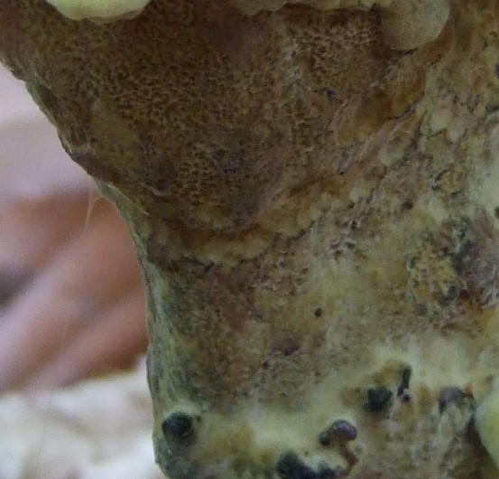 Markelfingen(72)_13_06_2010 011.jpg