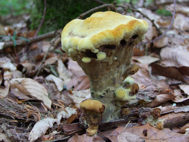 Markelfingen(72)_13_06_2010 001.jpg