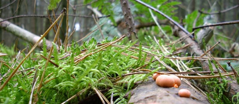 Blutmilchpilz-Lycogala epidendrum 10-10.JPG