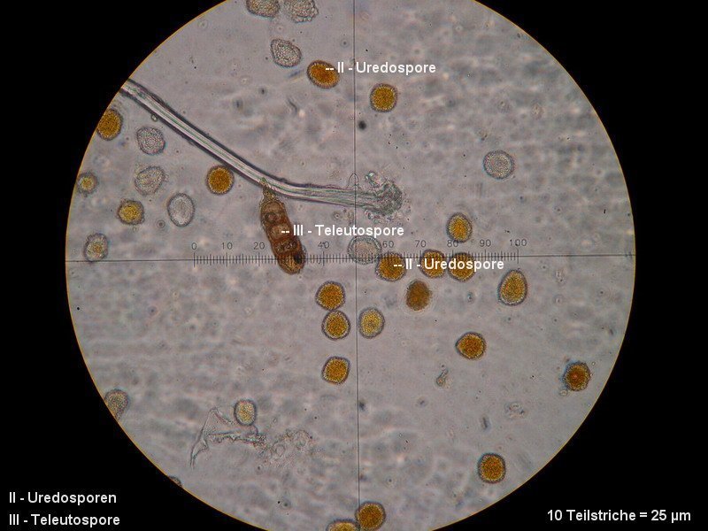 3-Phragmidium fragariae-II+III-1.8.2.7.8.8M6-Potentliia sterilis.JPG
