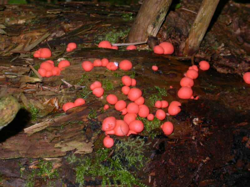 LycogalaSpec._DSCN3791_g.jpg