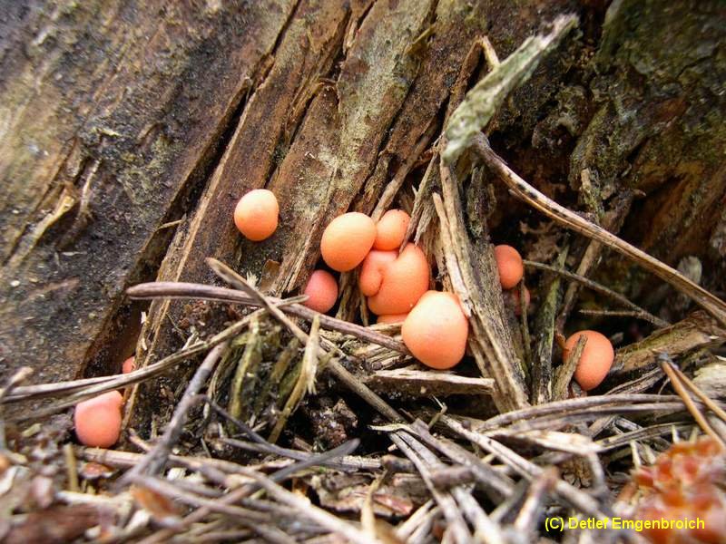 Lycogola epidendron-6.2.2.3.2.2a.jpg