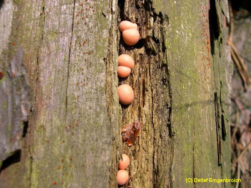 Lycogola epidendron-6.2.2.3.2.2b.jpg