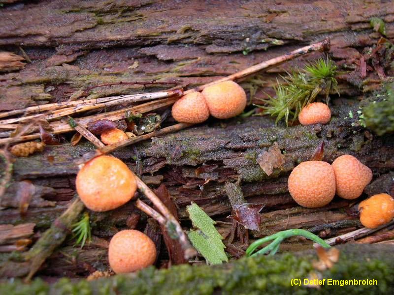 Lycogola epidendron-6.2.2.3.2.2c.jpg