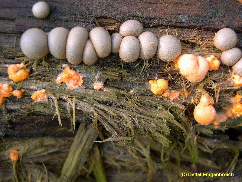 Lycogola epidendron-6.2.2.3.2.2d.JPG