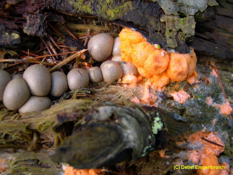 Lycogola epidendron-6.2.2.3.2.2e.JPG