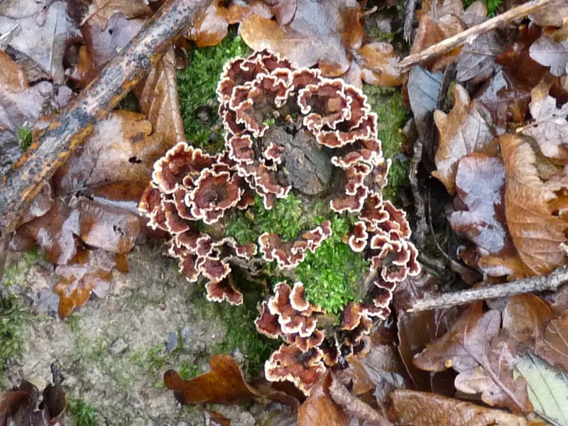 P1020535 scal 800 red.JPG