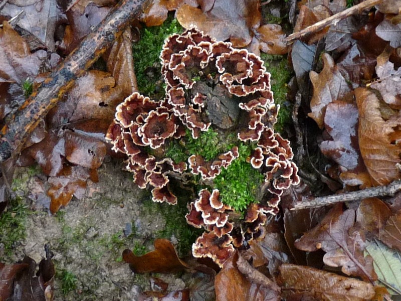 P1020536 scal 800 red .JPG