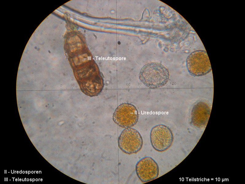 3-Phragmidium fragariae-II+III-1.8.2.7.8.8M7-Potentilla sterilis.JPG