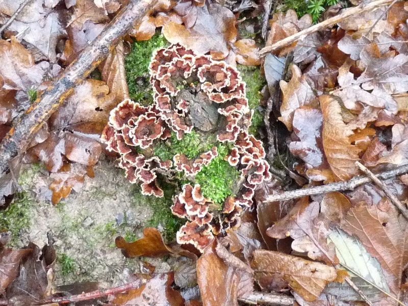 P1020537 scal 800 red.JPG