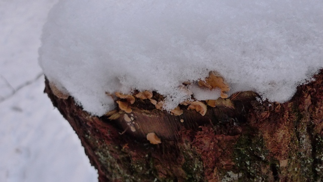 So unter eine Schneedecke schafen die Pilze und der Wald.