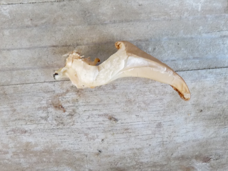 P1020576 scal 800 .JPG