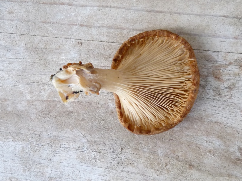 P1020573 scal 800 .JPG