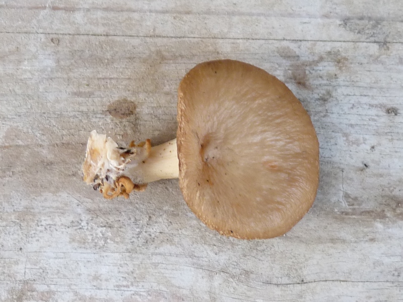 P1020570 scal 800 .JPG