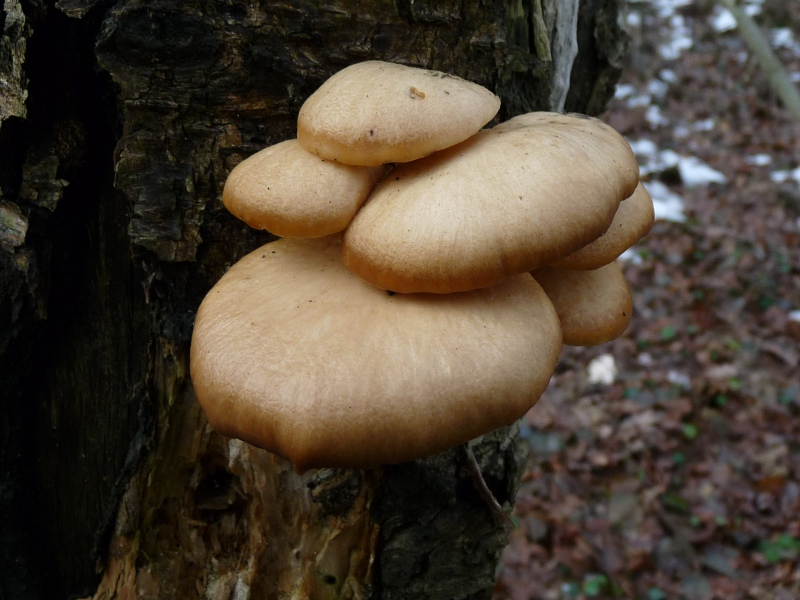 P1020566 scal 800 .JPG