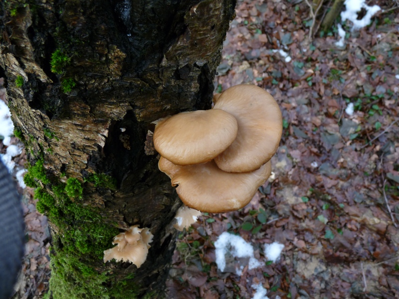 P1020560 scal 800 .JPG