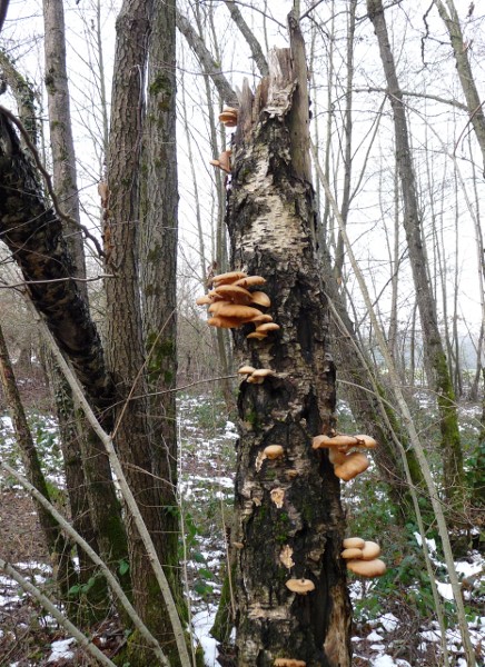 P1020558 scal 600 .JPG