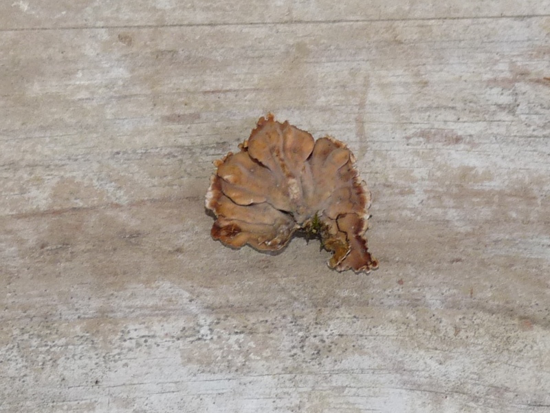 P1020580 Stereum gausapatum scal 800 .JPG