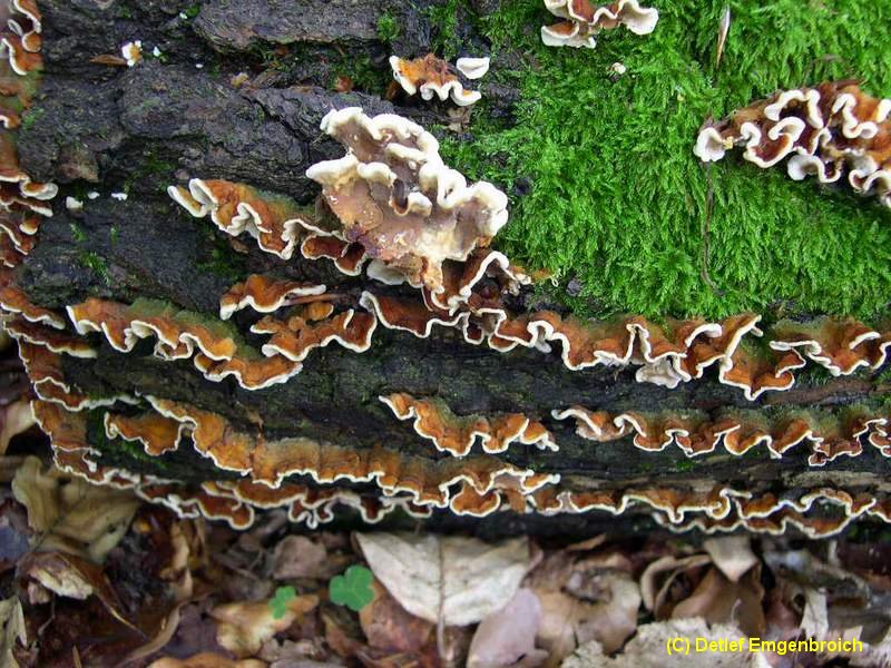 Stereum gausapatum-1.3.5.1.1.1a.jpg