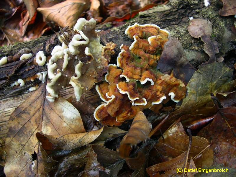 Stereum gausapatum-1.3.5.1.1.1b.jpg