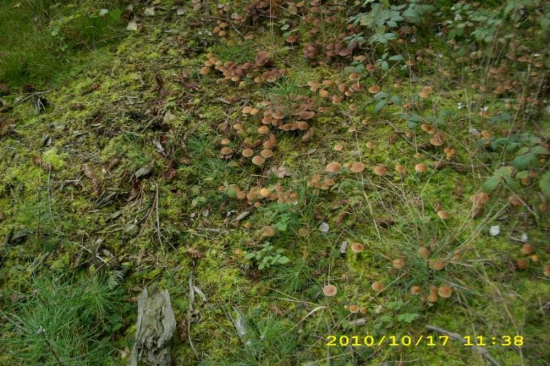 17.10.10_ G_Schwefelkopf.JPG