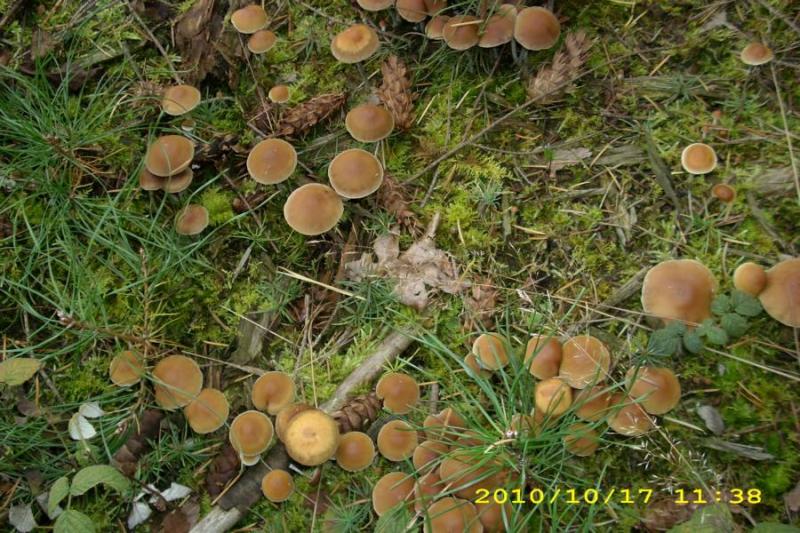 Geselliger_Schwefelkopf_ 2.JPG