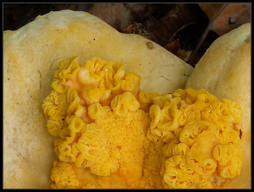 2007-09-02_Cantharellus_pallidus_1b.jpg