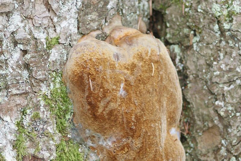 2010-09-05 #9408-f3 Feuerschwamm.jpg