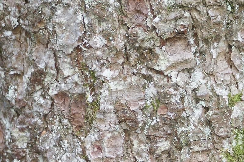 2010-09-05 #9408-f2 Baumborke.jpg