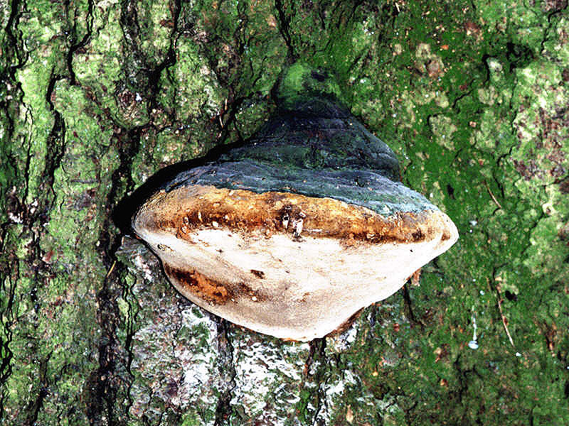 Phellinus_hartigii_2DIA_06_324_2s.jpg