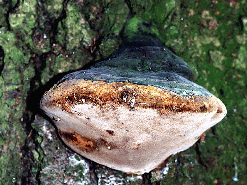 Phellinus_hartigii_2DIA_06_323_2s.jpg