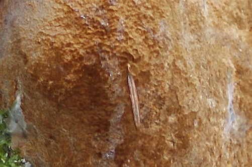 2010-09-05 #9406-f1 Nadel.jpg