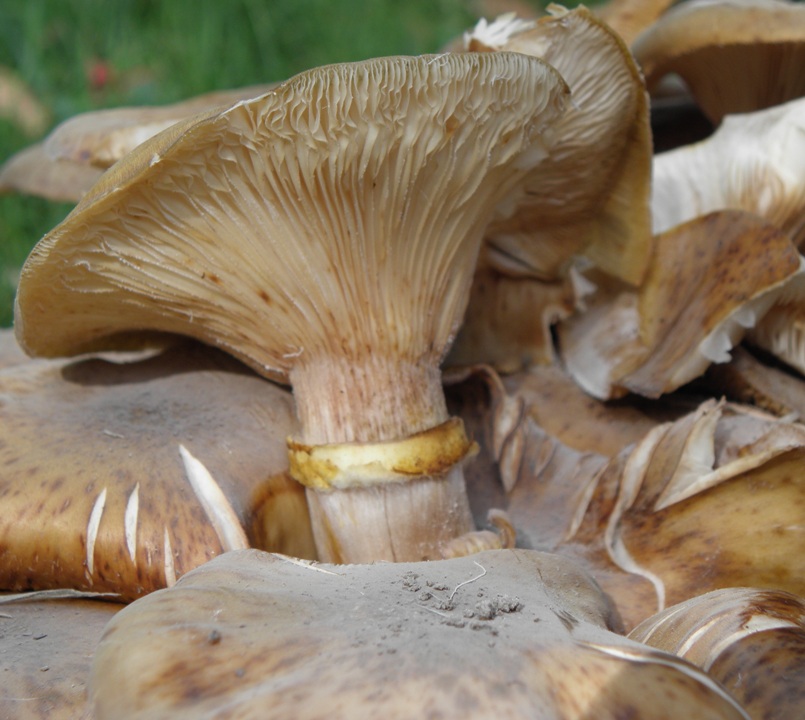 Hallimasch Pilzforum.jpg