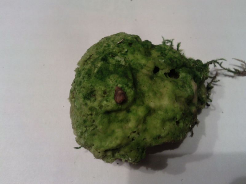 16.01.11-8e Forum.jpg