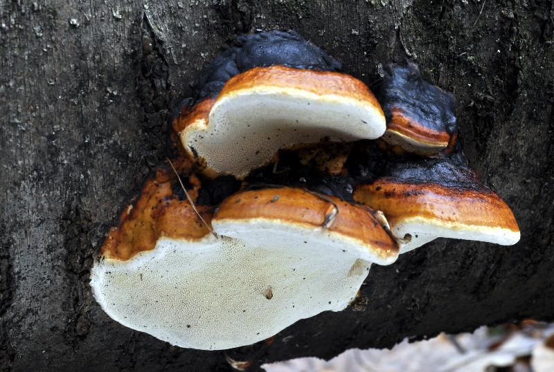 Fomitopsis_pinicola_DSC2693.JPG