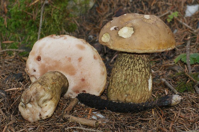2010-08-29 #8773-f Typlopilus felleus Gallenröhrling.jpg