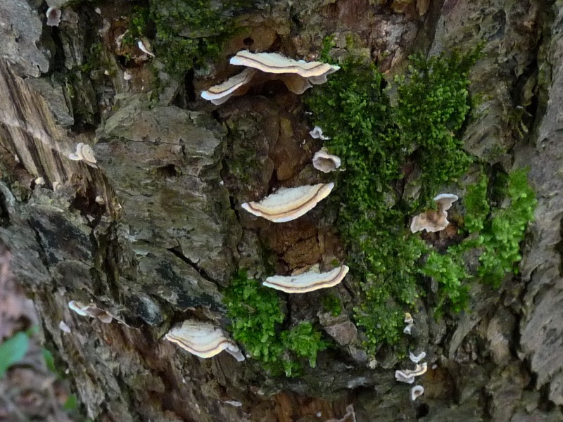 Saprobiont 11 Oberseite  red. .JPG