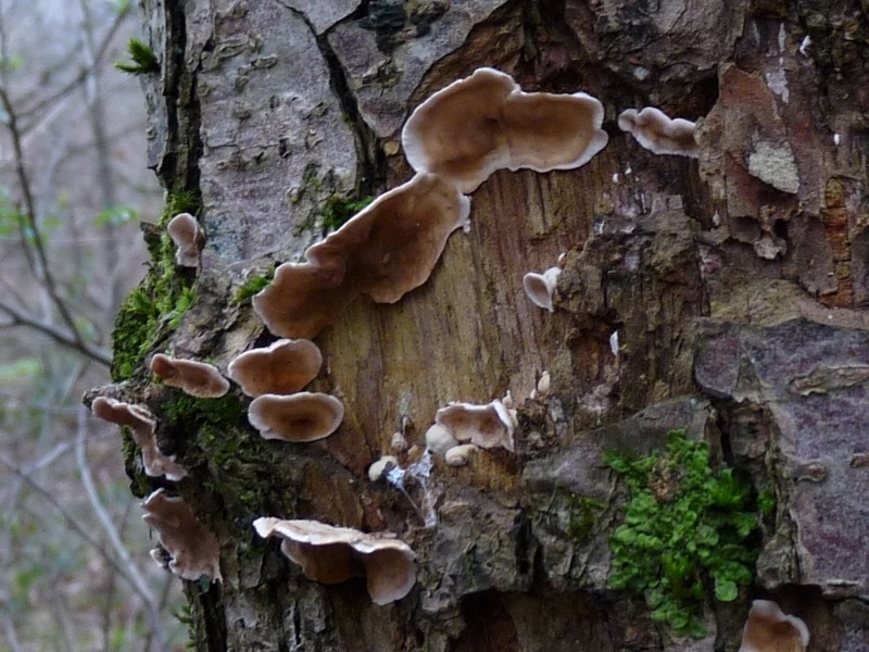 Saprobiont 12 Unterseite red. .JPG