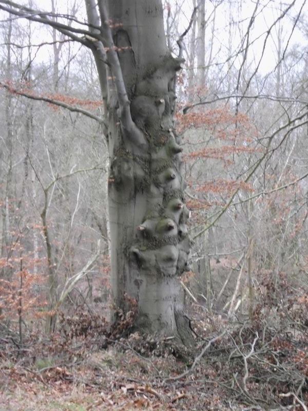 eine alte Buche , der erste Fund!!