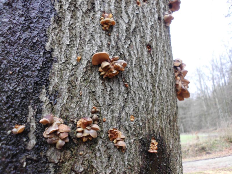 sind schon etwas frostgeschädigt..
