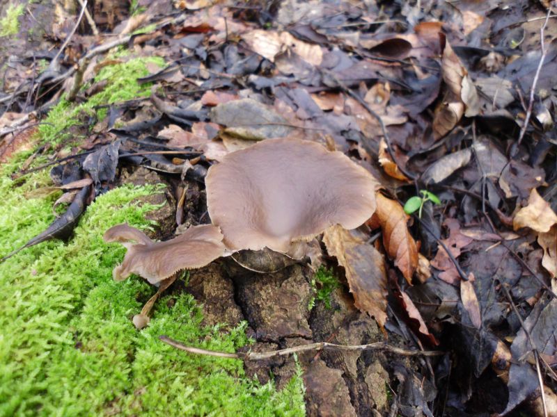 alte liegende Pappelstämme und auch da kommen sie...