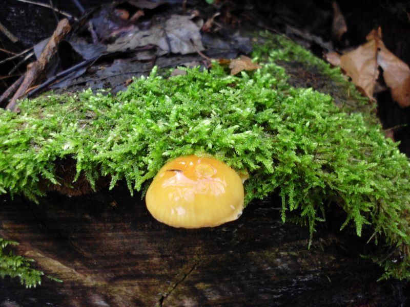 auch Samtfußrüblinge sind dort zu finden..