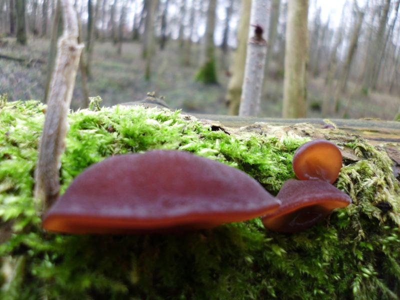 und gleich noch neben an ein Paar Judasohren..